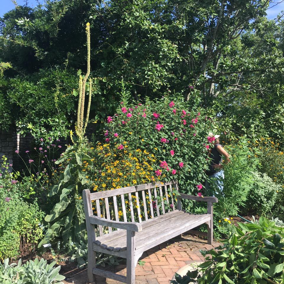 Fayette County Master Gardener at UK Arboretum Herb and Tea Garden.